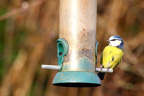 Cyanistes caeruleus (8345544933)