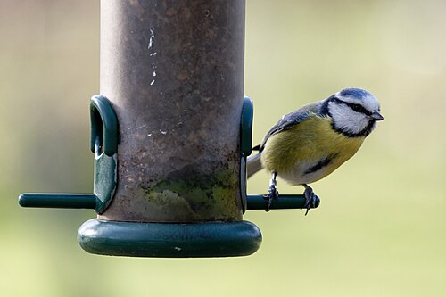 Cyanistes caeruleus JdP 2018-03-14