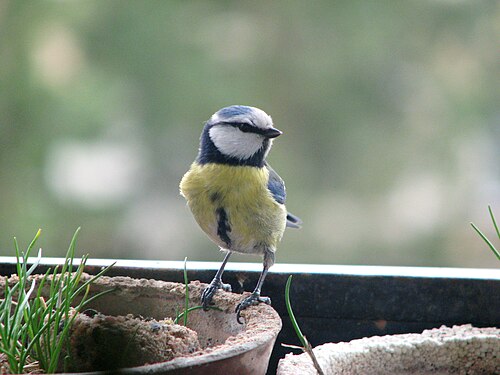 Parus caeruleus, krmítko 02