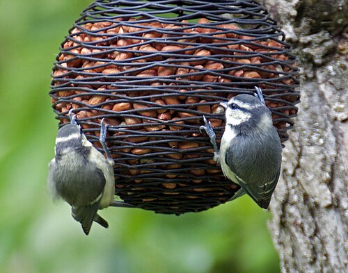 New Bird Feeder (3640709361)