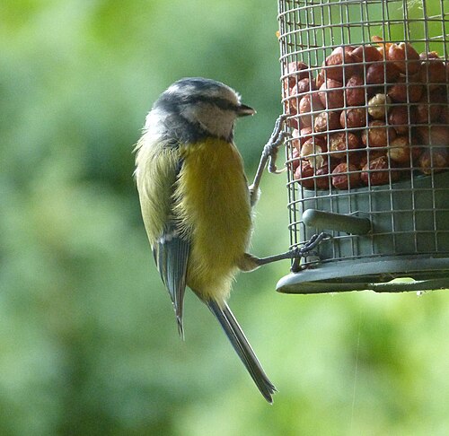 Blue Tit. Parus caeruleus - Flickr - gailhampshire