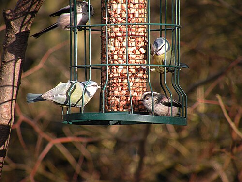 Bird Feeding Station at Low Barn Nature Reserve - geograph.org.uk - 1703583