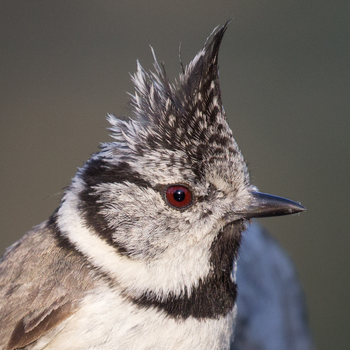 Lophophanes cristatus - 02
