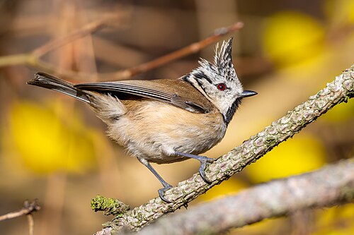 Crested Tit 2025 11 30 04
