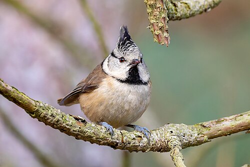 Crested Tit 2025 11 30 01