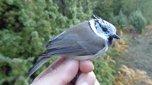 Ćubasta senica (Lophophanes cristatus) European crested tit