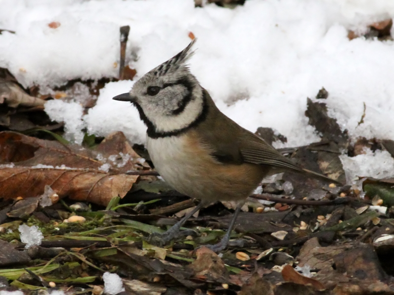 Crested Tit (Lophophanes cristatus) (10)