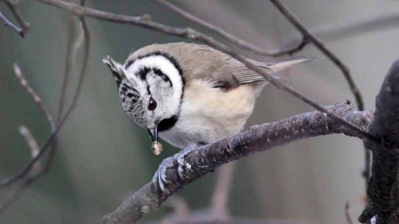 Crested Tit (Lophophanes cristatus) (9)