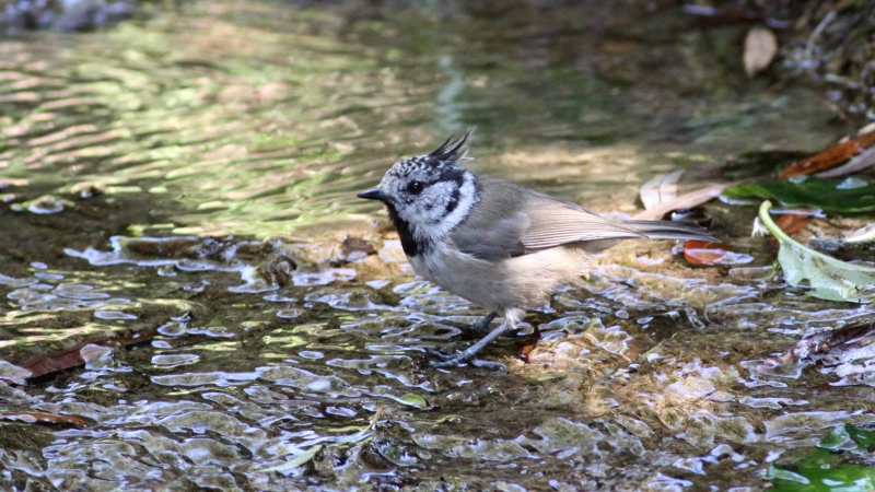 Crested Tit (Lophophanes cristatus) (7)