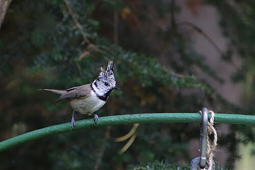 Lophophanes cristatus. Siverskiy (3)