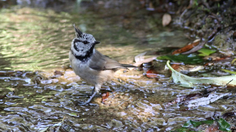 Crested Tit (Lophophanes cristatus) (6)