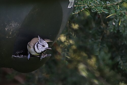Lophophanes cristatus. Siverskiy (2)