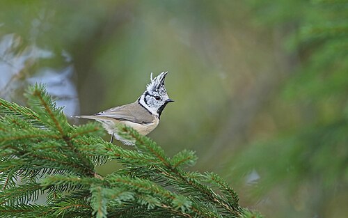 Crested Tit by christoph moning