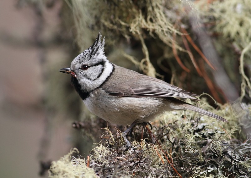 Lophophanes cristatus (Paridae) (European Crested Tit) - (adult), Oberengadin, Switzerland
