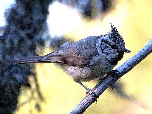 Lophophanes cristatus 