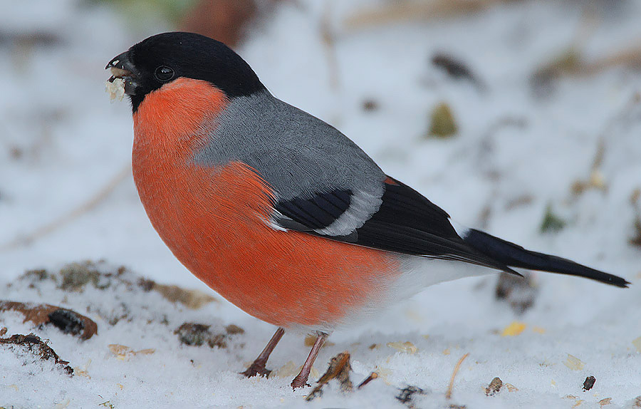 Flickr - Rainbirder - Eurasian Bullfinch (Pyrrhula pyrrhula) male