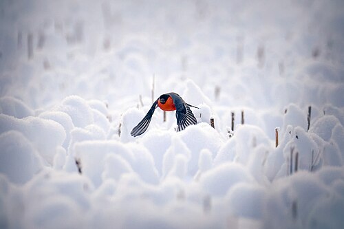 Male bullfinch
