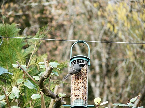 Periparus ater Périgueux (7)