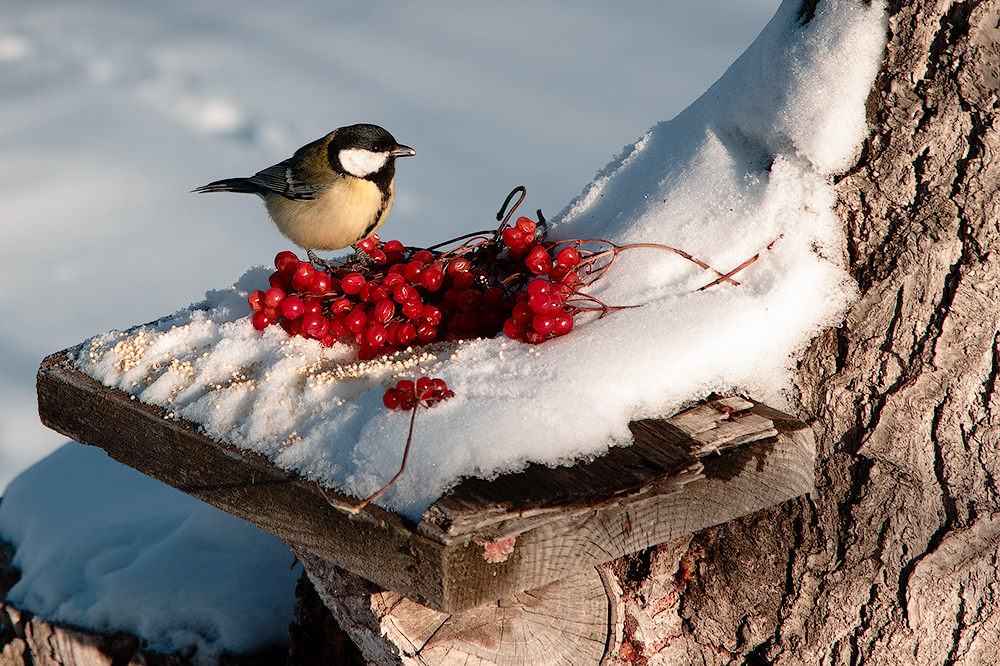 Parus and fruits of viburnum