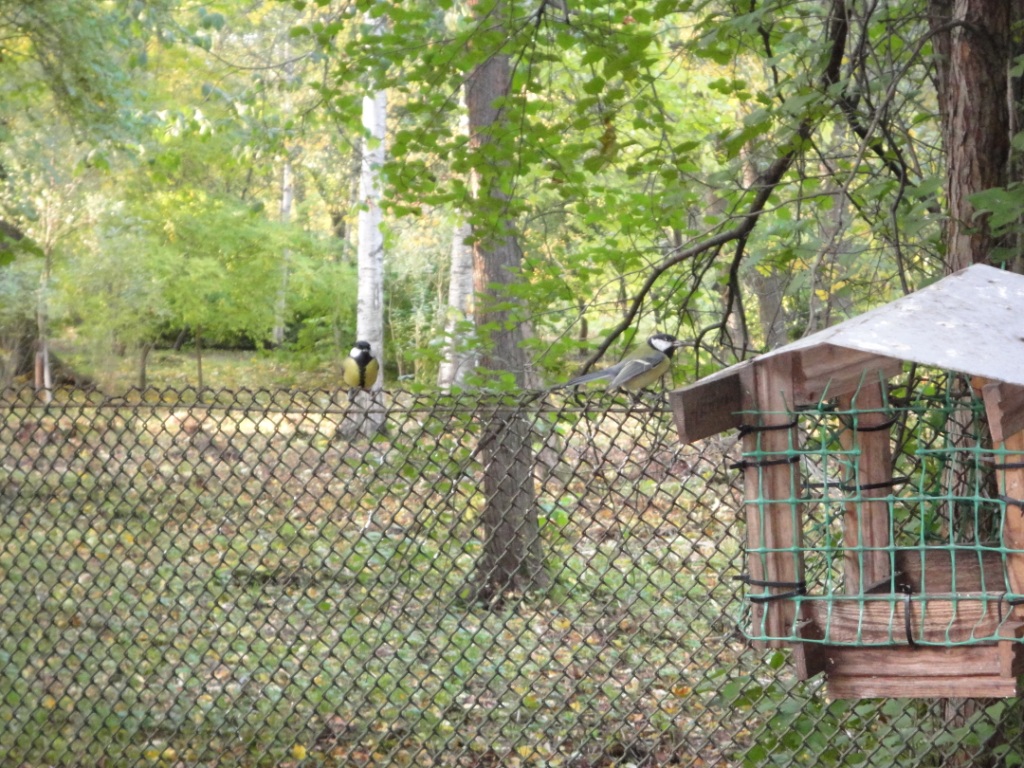 Синицы у кормушки. Titmice at bird feeder