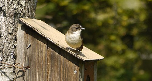 Ficedula hypoleuca 02