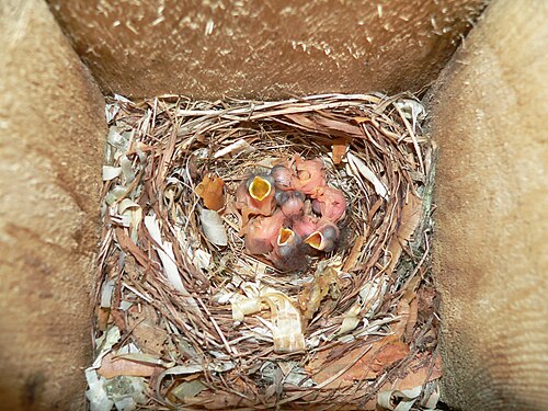 Ficedula hypoleuca-chicks1