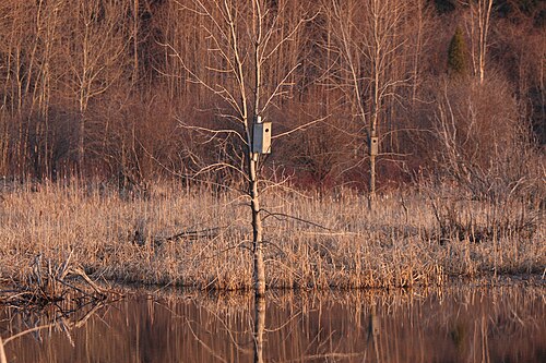 Ducks nest box1