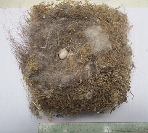 The nest of a great tit from a nesting box