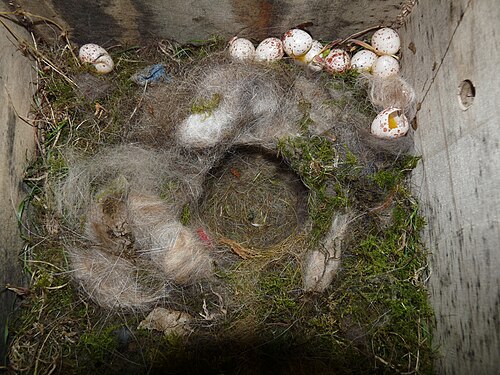 Great Tit Nest 30-04-11 (5673582332)
