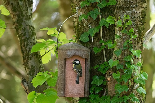 Parus major on Schwegler 1B Paslières 20240503 n2