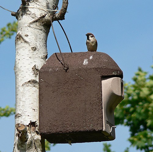 Passer montanus 050526