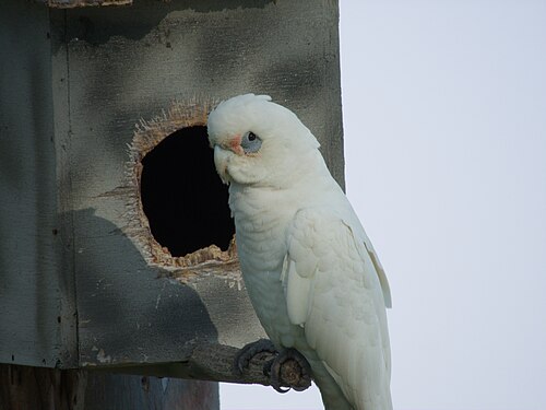 Little Corella on nest box, Buff Point 2026