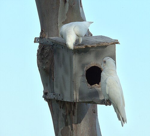 Two corellas on a nest box, Buff Point 2026