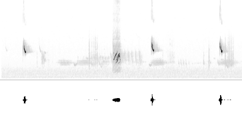 Sonogram av varsellyd