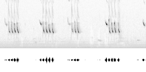 Sonogram av sang