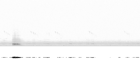 Sonogram av sang