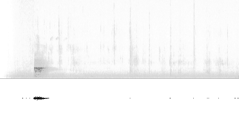 Sonogram av lokkelyd