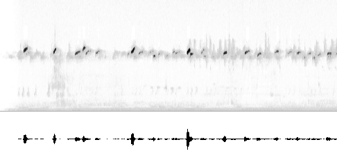 Sonogram av lokkelyd