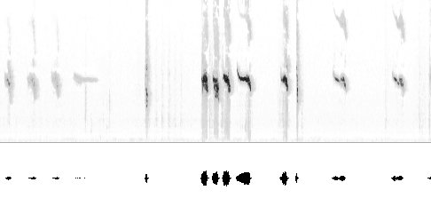 Sonogram av lokkelyd