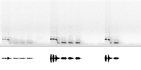 Sonogram av lokkelyd