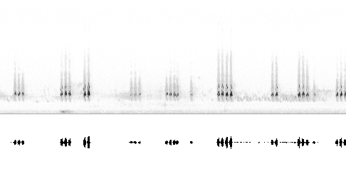 Sonogram av lokkelyd