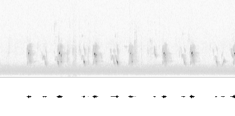 Sonogram av lokkelyd