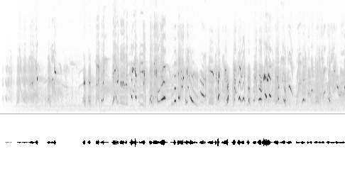 Sonogram av sang