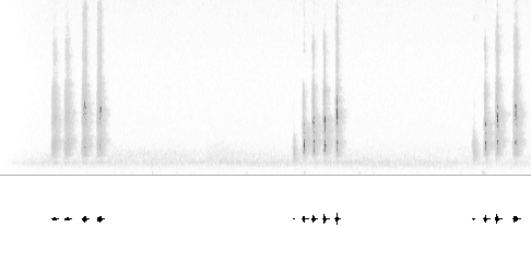 Sonogram av lokkelyd