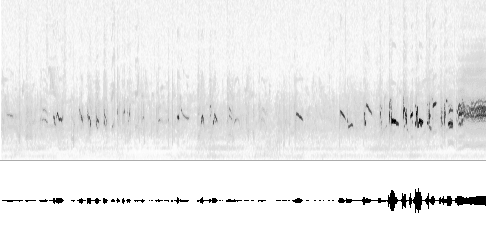 Sonogram av sang