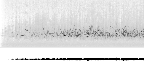 Sonogram av lokkelyd
