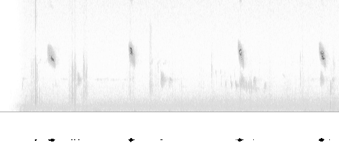 Sonogram av lokkelyd