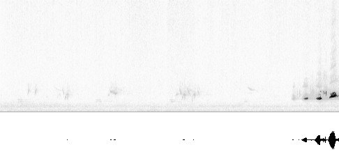 Sonogram av lokkelyd