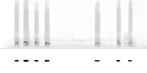 Sonogram av sang