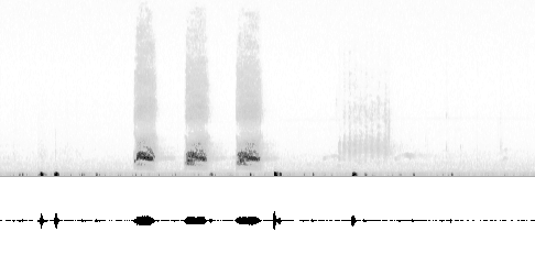 Sonogram av lokkelyd